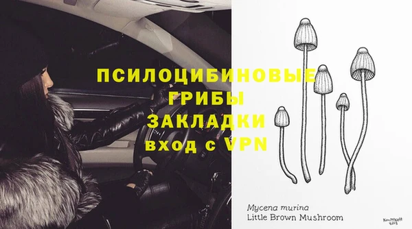 стафф Касимов